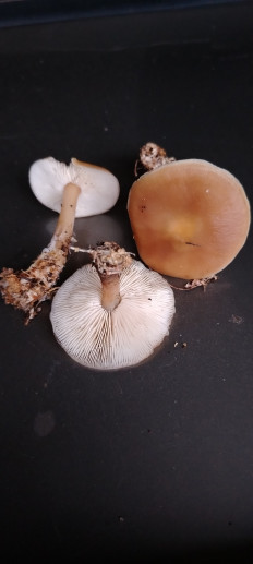 Гриб из эртиль