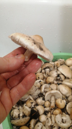 Гриб из Волжский