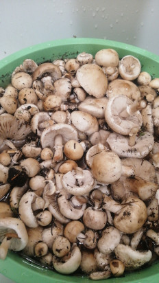 Гриб из Волжский