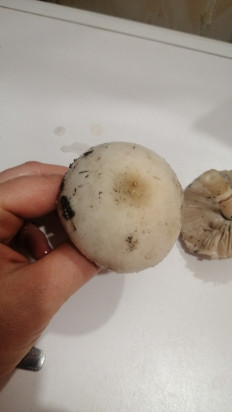 Гриб из Волжский