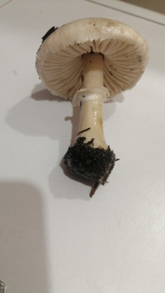 Гриб из Волжский