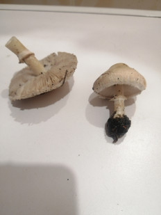 Гриб из Волжский