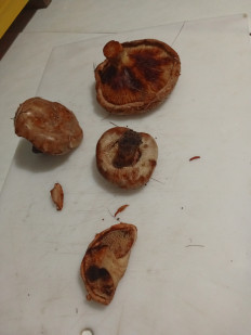 Гриб из Винницкая обл. Соболёвка