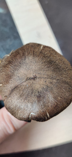 Гриб из Крым с .Строгоновка