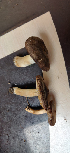 Гриб из Крым с .Строгоновка