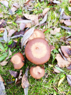 Гриб из Смоленск