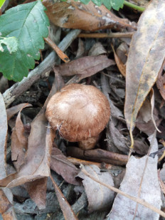 Гриб из Днестровск