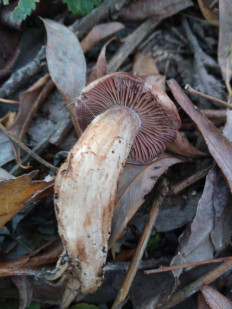 Гриб из Днестровск