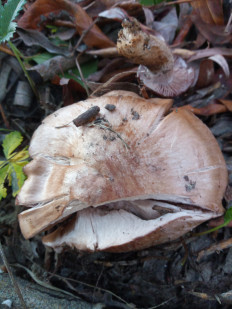 Гриб из Днестровск