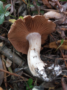 Гриб из Днестровск