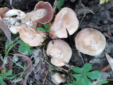 Гриб из Днестровск