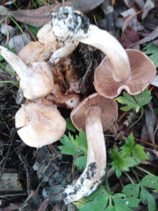 Гриб из Днестровск