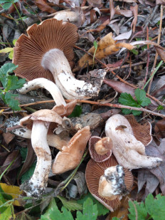 Гриб из Днестровск