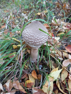 Гриб из Джанкой