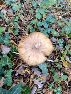 Гриб из Новороссийск