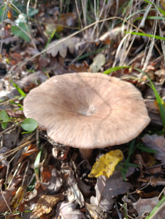 Гриб из Новороссийск