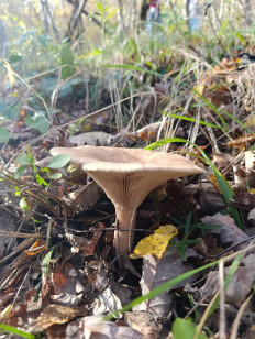 Гриб из Новороссийск