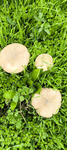 Гриб из Ленинградский район Краснодарский край