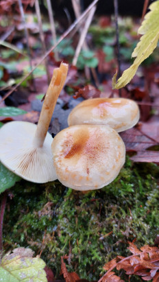 Гриб из Московская область, городской округ Пушкинский