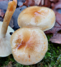 Гриб из Московская область, городской округ Пушкинский