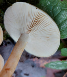 Гриб из Московская область, городской округ Пушкинский