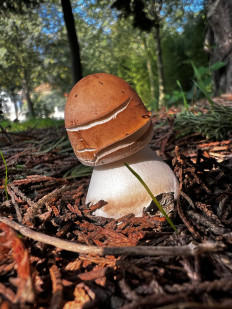 Гриб из Стамбул