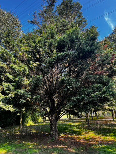 Гриб из Стамбул