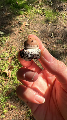 Гриб из Стамбул