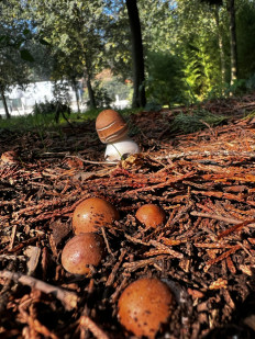 Гриб из Стамбул