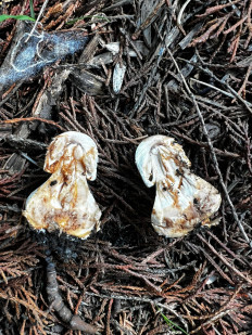 Гриб из Стамбул