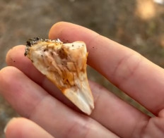 Гриб из Стамбул