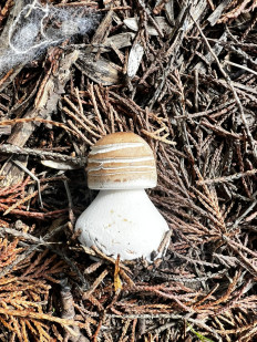 Гриб из Стамбул