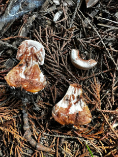 Гриб из Стамбул