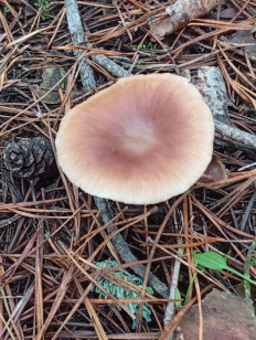 Гриб из Воронеж