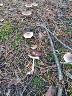 Гриб из Воронеж