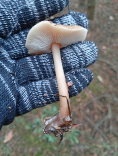 Гриб из Воронеж