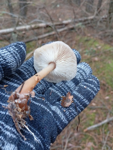 Гриб из Воронеж