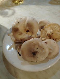 Гриб из Ракитное