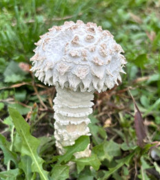 Гриб из Майкоп