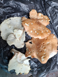 Гриб из Хотьково