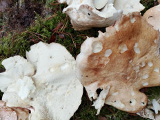 Гриб из Хотьково