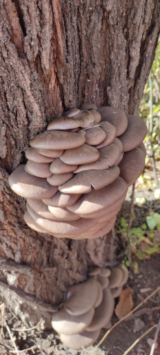 Вёшенка устричная