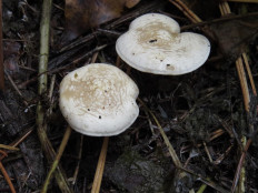 Гриб из Ульяновск