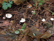 Гриб из Ульяновск