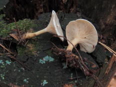 Гриб из Ульяновск