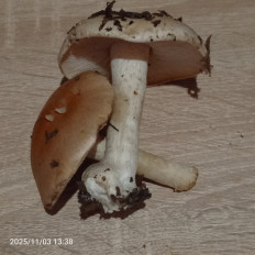 Гриб из Кировоград