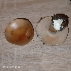 Гриб из Кировоград