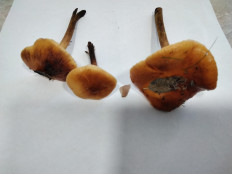 Гриб из с.Кевсала