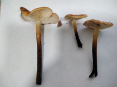 Гриб из с.Кевсала