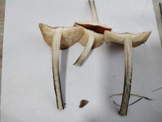 Гриб из с.Кевсала